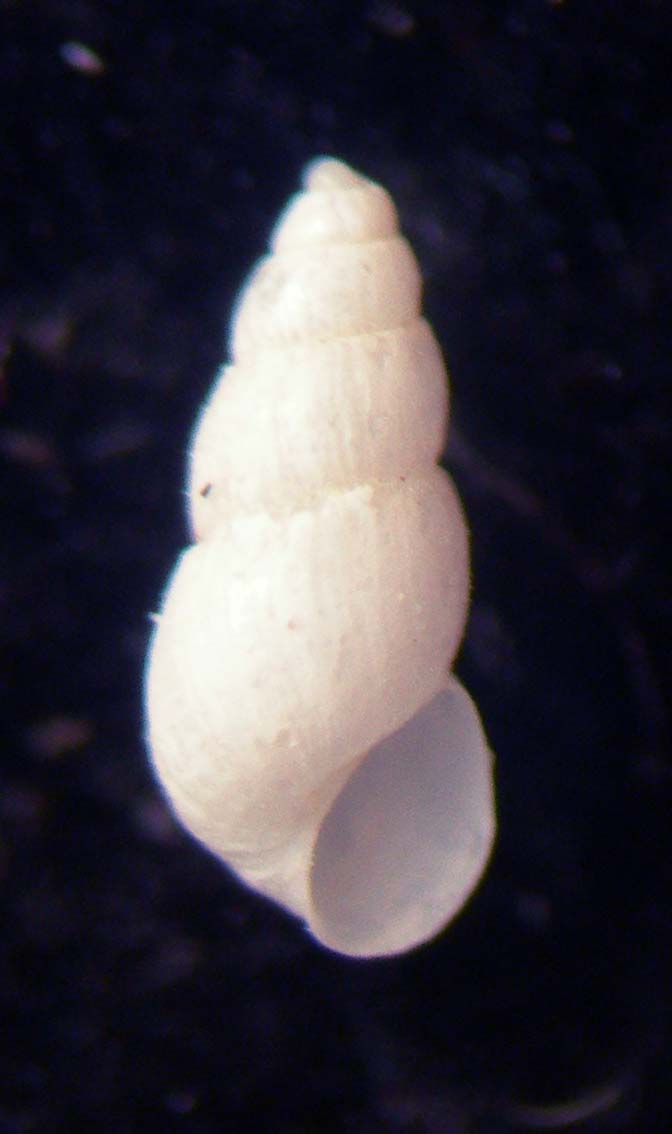 odostomia????